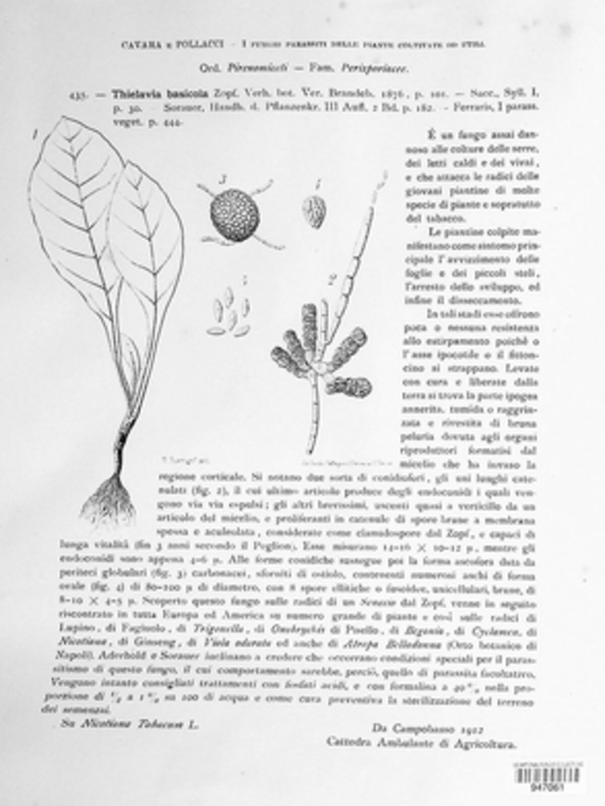 Berkeleyomyces basicola image